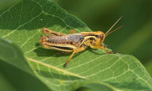 Grasshopper Insect Green Leaf Desert Locust