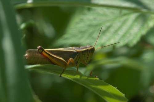 Grasshopper Cricket Insect Nature