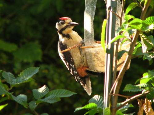 Great Spotted Woodpecker Bird Wild Bird Animal World