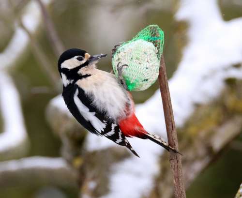 Great Spotted Woodpecker Bird Garden Winter Bill