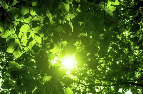 Green Leaves Sunshine Shine Sun Leaf Nature