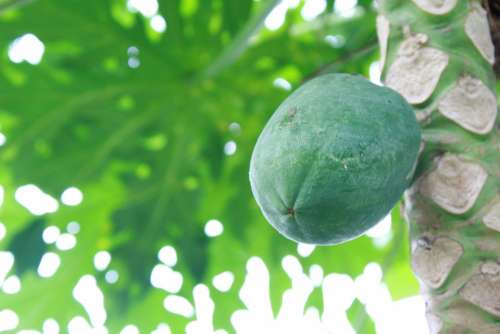 Green Papaya Food Fruit Healthy Nature Natural