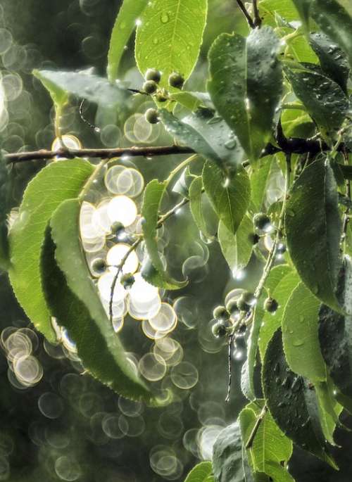 Green Berries Sun Raindrops Light Bokeh Tree