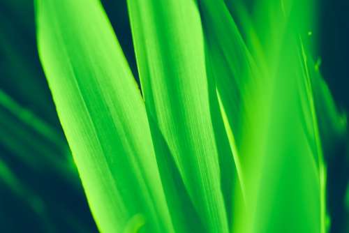 Green Leaves Texture Pattern Plant Vivid Green