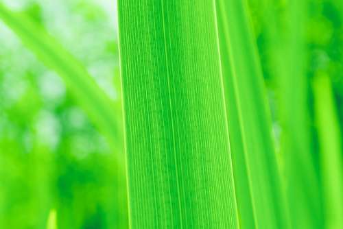 Green Leaf Green Leaves Plant Pattern Texture