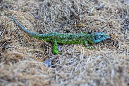 Green Lizard Reptile Creature Animal Nature