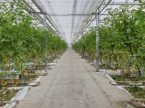 Greenhouse Tomatoes Hors-Sol Vegetables Tomato Eat
