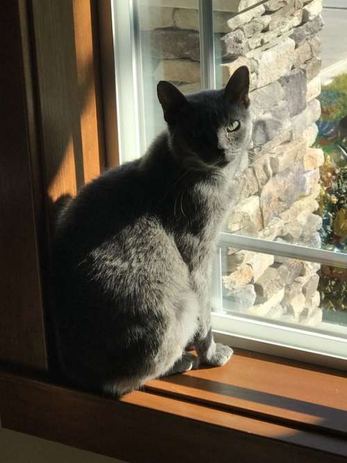 Grey Cat Cat Window Shadow