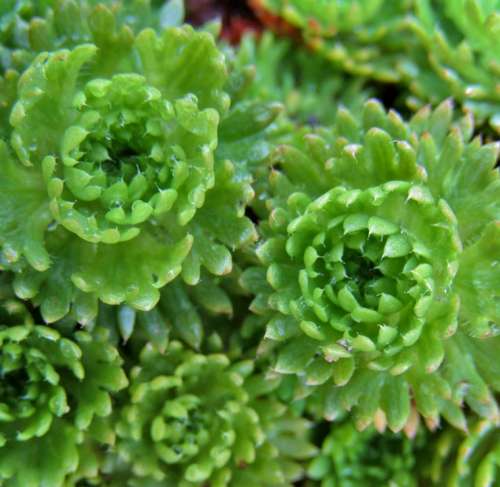 Ground Cover Thick Sheet Greenhouse Macro Leaves