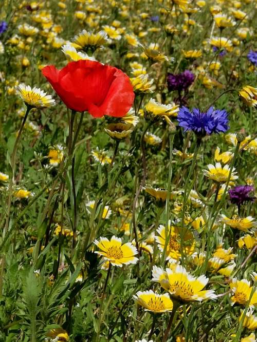 Group Of Flowers Garden Nature Prato