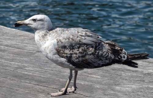 Gull Seagull Bird Wildlife Water Wing Feather