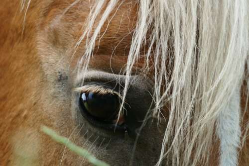 Haflinger Horse Moons White Brown Animal Eye