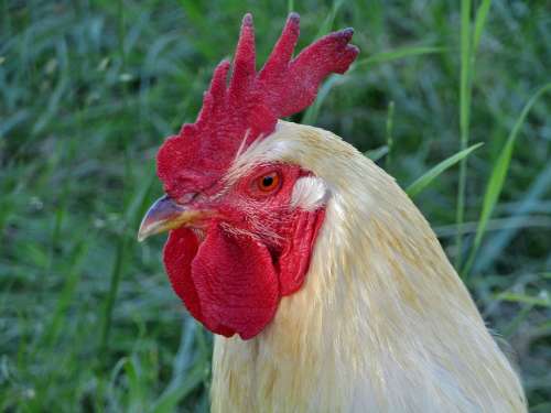Hahn Animal Portrait Poultry Livestock Plumage