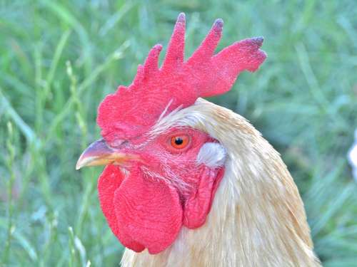 Hahn Animal Portrait Poultry Livestock Plumage