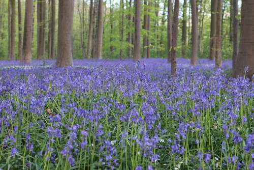 Halle Forest Spring Belgium Hyacinth Purple