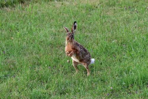 Hare Long Eared Rabbit Ears Rodent Wild Animal