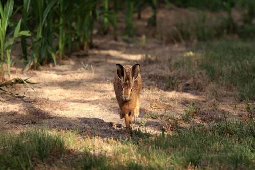 Hare Long Eared Wild Animal Wild