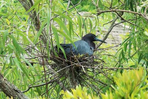 Hatch Nest Eggs Chicks Blue Nests Bird Birds