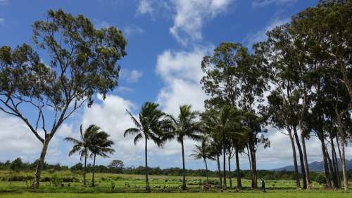 Hawaii Palm Trees Sky Natural