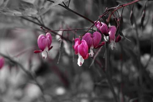 Heart Flower Bleeding Heart Close Up Flowers