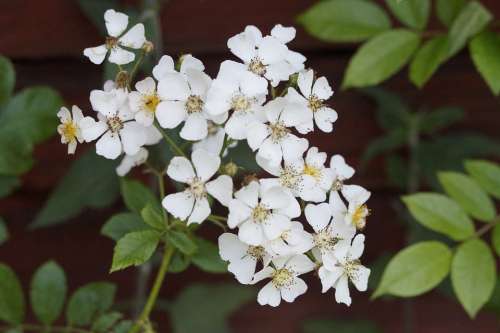 Heck Roses Roses Plant Bloom White Blossom Bloom