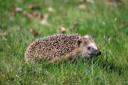Hedgehog Animal Spur Nocturnal Garden
