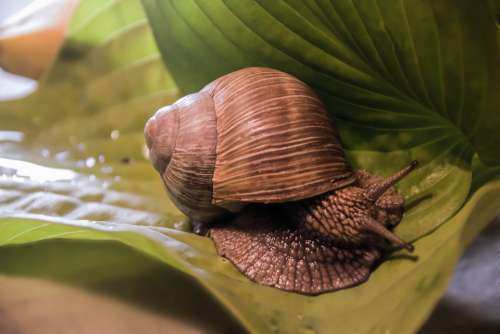 Helix Pomatia Nature Clam Greens Foliage