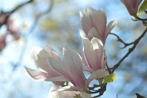 Hell White Pink Magnolia Tree Branch Nature Sun