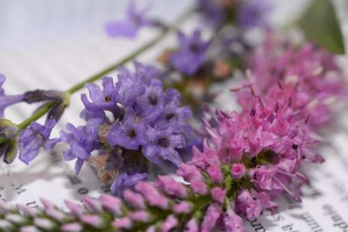 Herbs Lavender Flower Book Shrubs