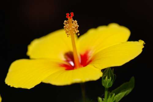 Hibiscus Flower Yellow Flower