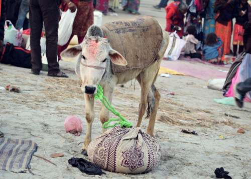 Hinduism Sacred Cow India Spiritual Religion