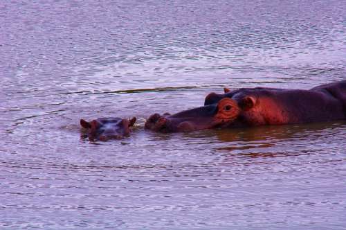 Hippopotamus Wild Mother And Child Hippo Africa