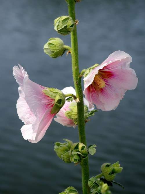 Hollyhock Alcea Rosea Primerose Malvaceae Flower