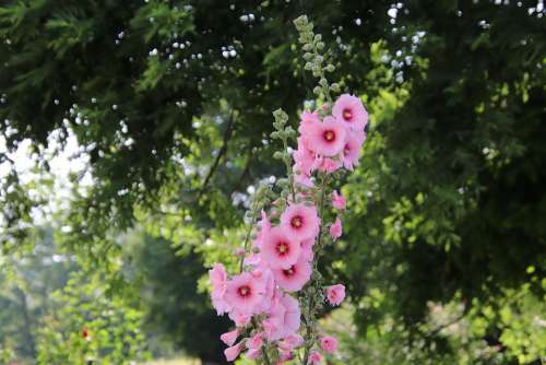 Hollyhock Color Pink Flowers Plants Botany Garden