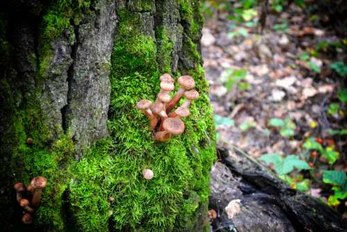 Honey Agaric Mushrooms Autumn Forest Nature