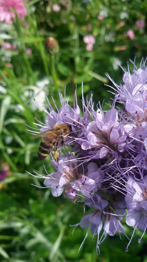 Honey Bee Flower Nectar