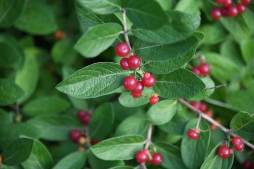 Honeysuckle Bush Asian Berry Red Invasive Plants