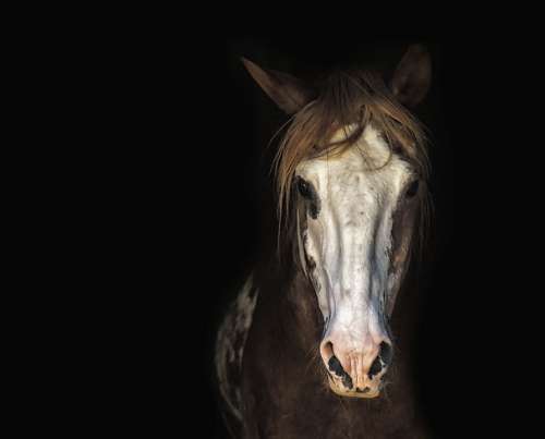Horse Mare Horse Head Portrait Mane