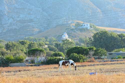 Horse Field Santorini Greece Nature Pasture
