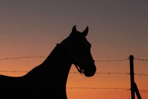 Horse Backlight Animals Silhouette Sky Landscape