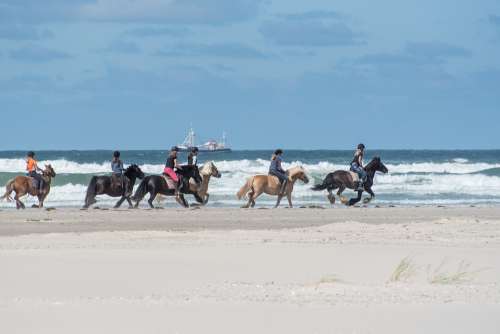 Horses Beach Sand Sea Water Coast Landscape
