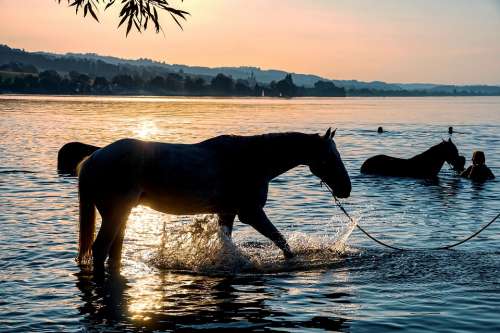 Horses Swim Lake Water Sunset Waters Mood