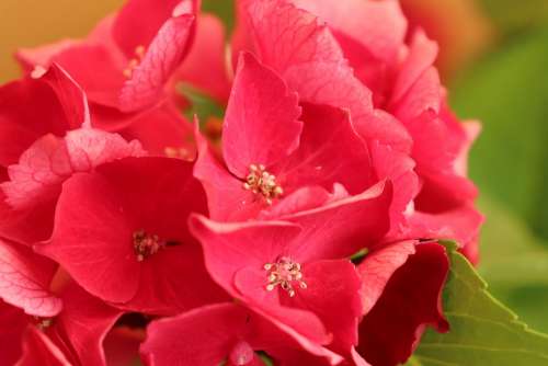 Hortenzia Flower Summer The Beauty Of The Pink