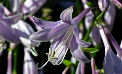 Hosta Leaf Flower Violet Garden Summer Closeup