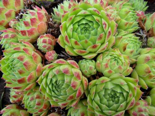 Houseleek Green Pointy Red Thick Sheet Greenhouse
