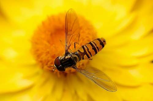 Hover Fly Insect Nature Close Up Fly Blossom