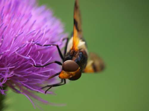 Hoverfly Insect Nature Thistle Flower Thistle
