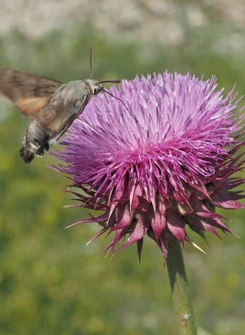 Hummingbird Hawk-Moth Insect Moth Flying Flower