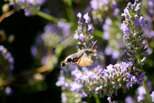 Hummingbird Hawk Moth Moth Insect Proboscis Flying