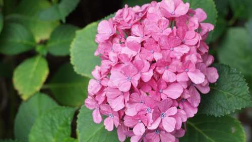 Hydrangea Flowers Rainy Season Flower Pink